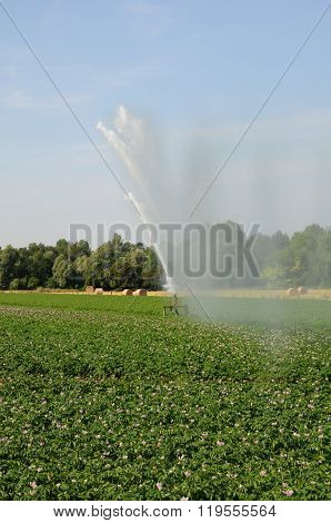 Watering In A Field