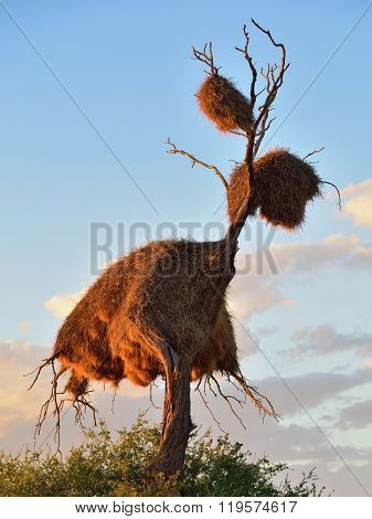 Big Nest, Namibia, Africa