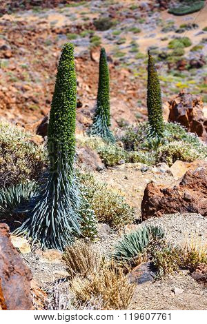 Red Tajinaste Flowers On The El Teide Volcano, Tenerife, Spain