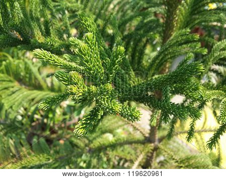 Nolfolk island pine leaves in the garden