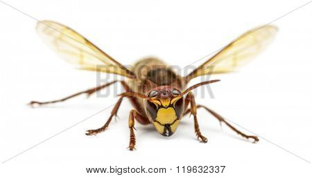 Front view of an Hornet, isolated on white