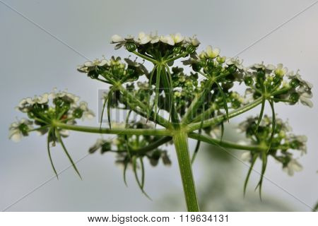 Fool's parsley (Aethusa cynapium)