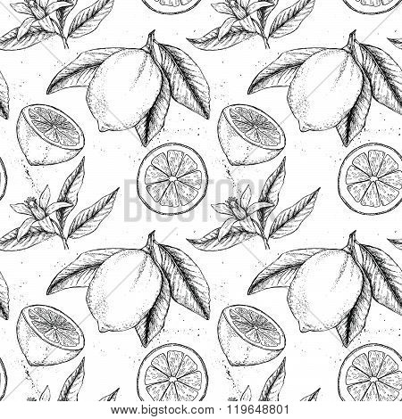 Hand Drawn Vector Seamless Pattern. Collections Of Lemons. Branch With Lemon. Lemon Blossom