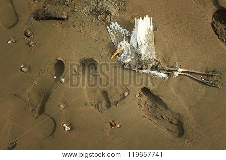 Last flight - dead bird in the sand