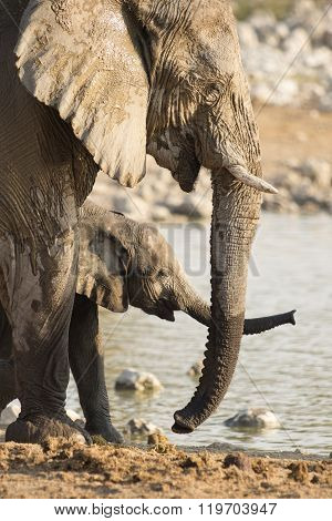 Elephant at a water hole in Etosha National Park