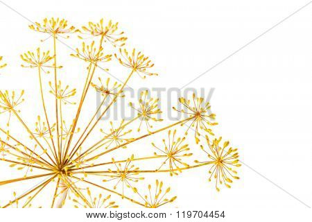 dill flower