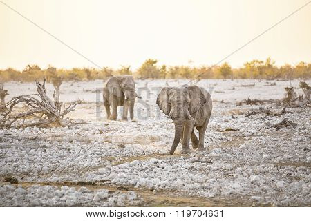 Bull elephant at a water hole in Etosha National Park