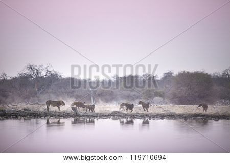 Lions make the most of an early morning kill in Etosha National Park.