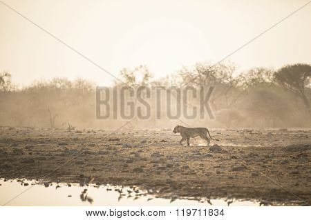 Young male lion walks through the bush veld
** Note: Visible grain at 100%, best at smaller sizes