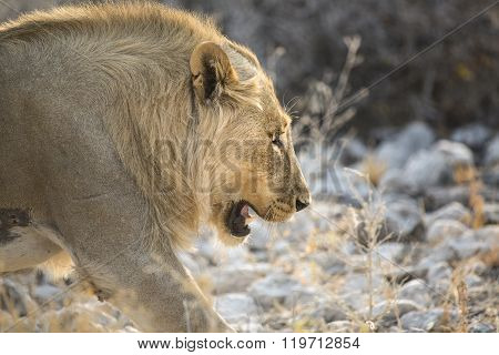 Young male lion walks through the bush veld