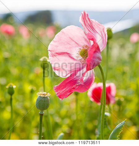 Pink blooming poppy, huge field of blossoming flowers