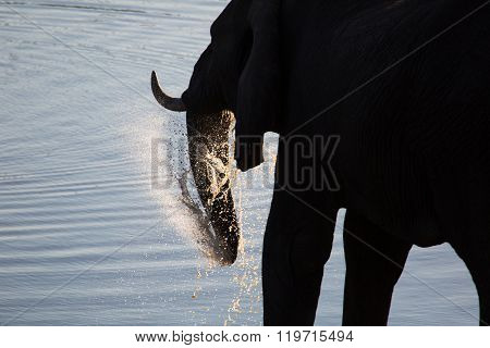 Old Bull Elephant