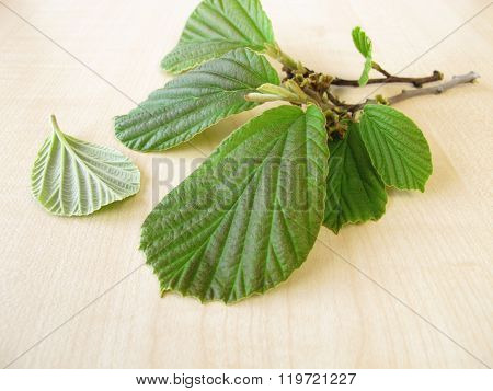 Twig of fresh hamamelis