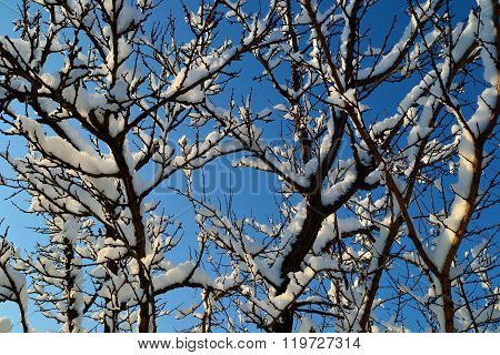The Branches In The Snow