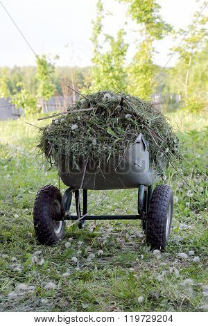 Garden wheelbarrow with cut grass