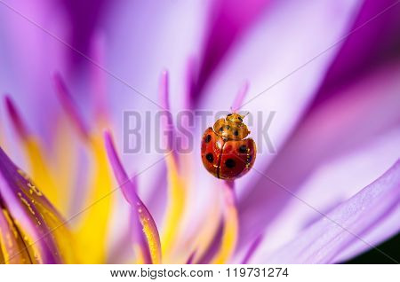 The water lily blooming with a ladybug
