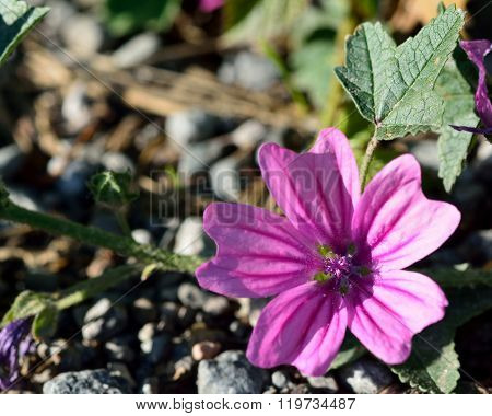 Common mallow (Malva sylvestris)