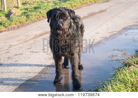 Giant / Riesenschnauzer