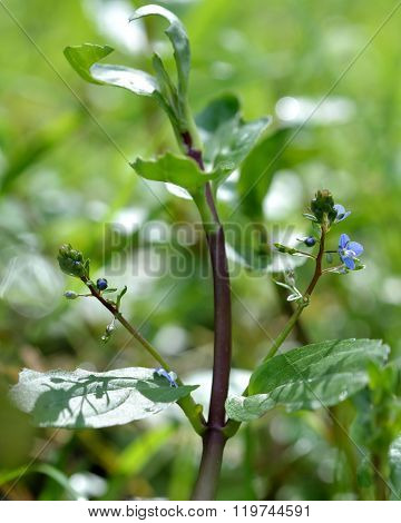 Brooklime (Veronica beccabunga)