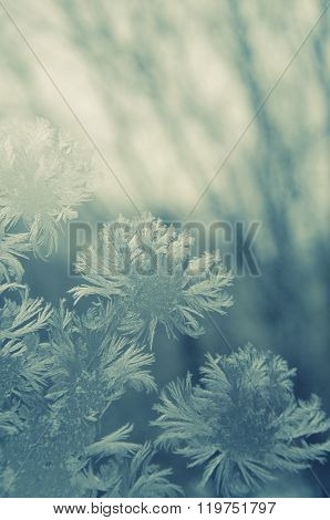 Frost Pattern