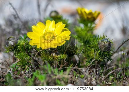 Flowering Pheasant's Eye (adonis Vernalis).