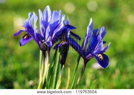 Macro of a netted iris in spring Germany