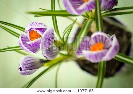 Bouquet Of Spring Purple Crocus