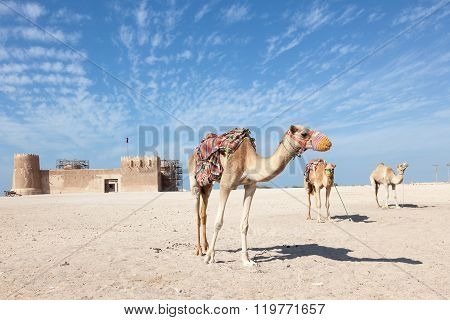 Historic Al Zubara Fort In Qatar