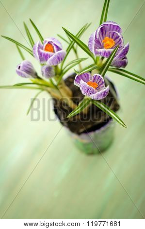 Bouquet Of Spring Purple Crocus