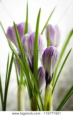Bouquet Of Spring Purple Crocus