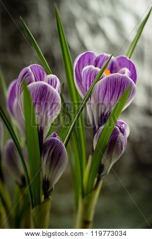 Bouquet Of Spring Purple Crocus