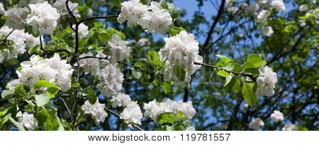 apple-tree flower bright white, macro, close-up, candid, outdoors, blue sky ,horizontal
