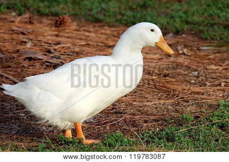 Wild White Pekin Duck