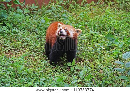 Firefox, The Red Panda In Chengdu, China