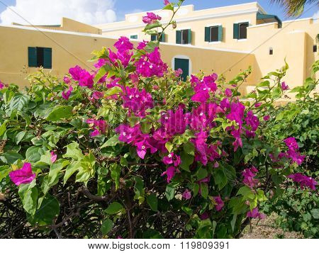 Flowering Bush In Front Of Ft. Christiansted