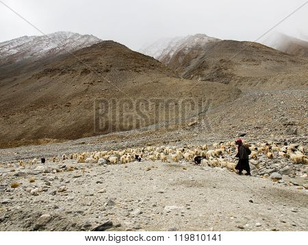 Ladakhi Herdsman And Goats