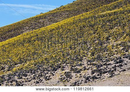 Desert Gold #7