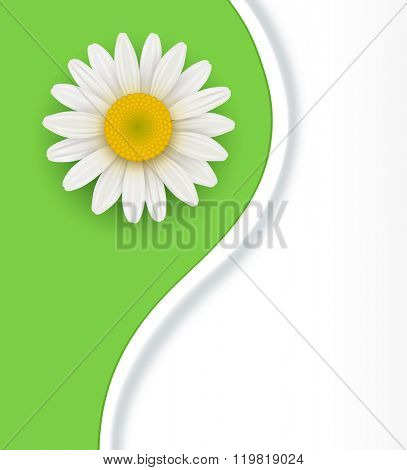 Green Background with white chamomile flower, vector illustration