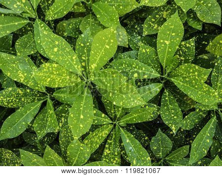 Green Pothos Texture Background