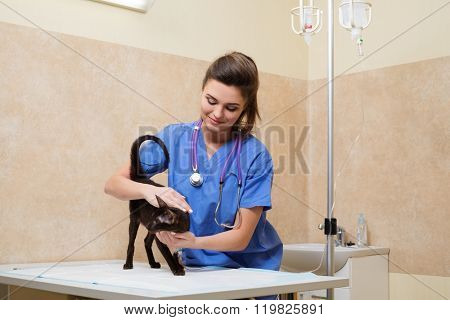 Veterinary nurse provides medical care to the sick cat