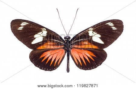 Heliconius doris. Beautiful colorful butterfly with brown and orange wings isolated on white. Ithomiidae, Narrow-Wings