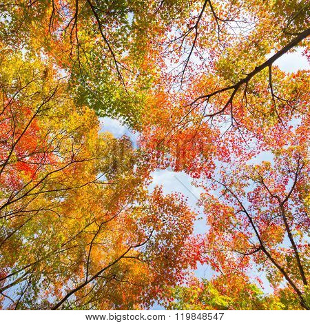 Colorful autunm treetops.