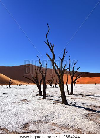 Deadvlei, Sossusvlei. Namibia