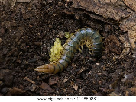 Centipede in garden soil