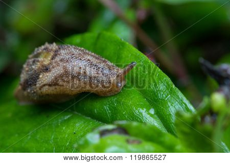 Curious snail in the garden on green leaf