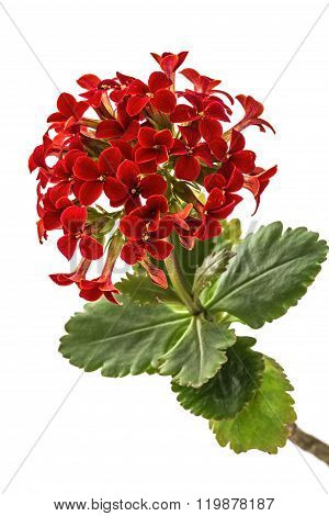 Flower Kalanchoe, Tropical Succulent, Isolated On White Background