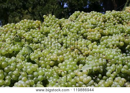White grape harvest