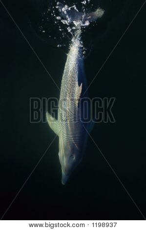 Dolphin koupání pod.
