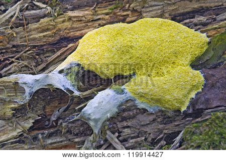 Scrambled Egg Slime (fuligo Septica)