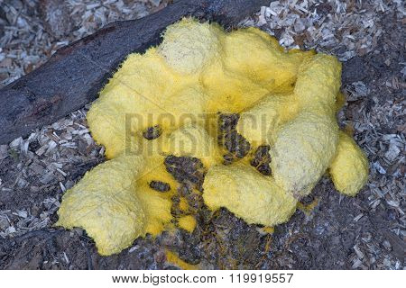 Scrambled Egg Slime (fuligo Septica)